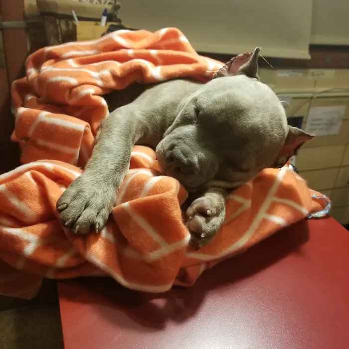 Flint Animal Hospital/ Driving Park Animal Hospital Picture 9