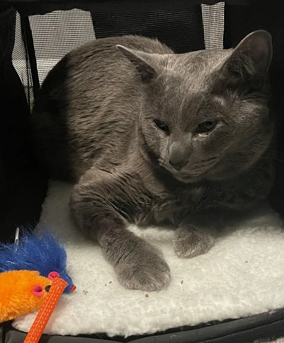PAWS Veterinary Urgent Care Picture 3
