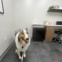 PAWS Veterinary Urgent Care ico