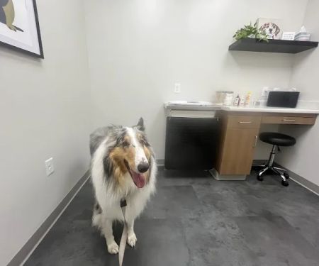 PAWS Veterinary Urgent Care