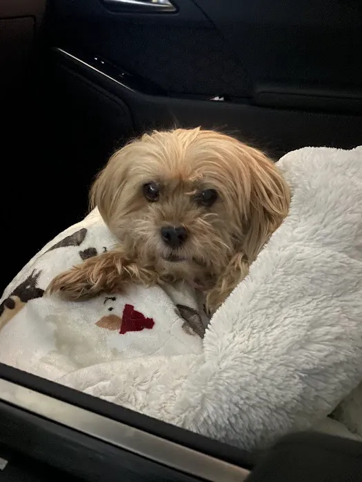 PAWS Veterinary Urgent Care Picture 7