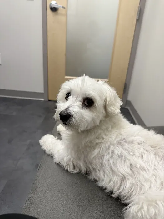 PAWS Veterinary Urgent Care Picture 6