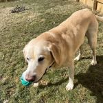 MedVet Columbus
