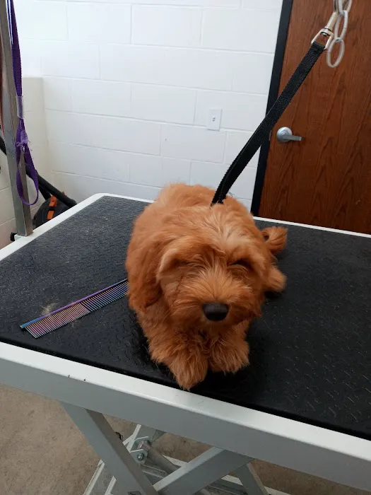 Olentangy Premier Pet Care Picture 7