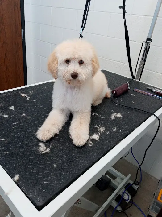 Olentangy Premier Pet Care Picture 6