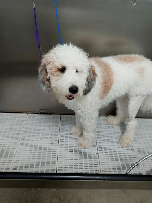 Olentangy Premier Pet Care Picture 9