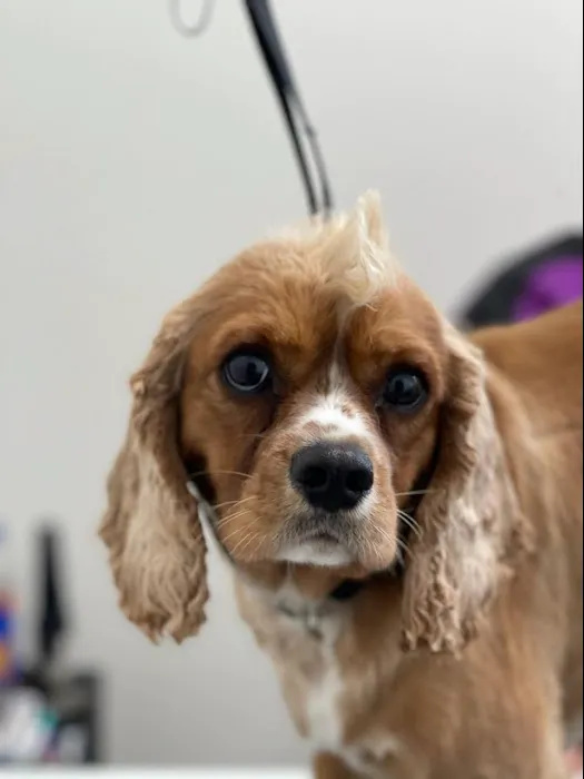 Olentangy Premier Pet Care Picture 2