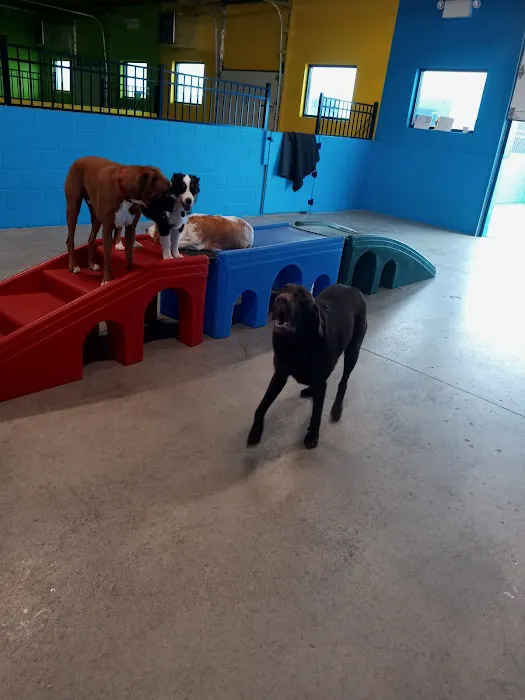 Olentangy Premier Pet Care Picture 3