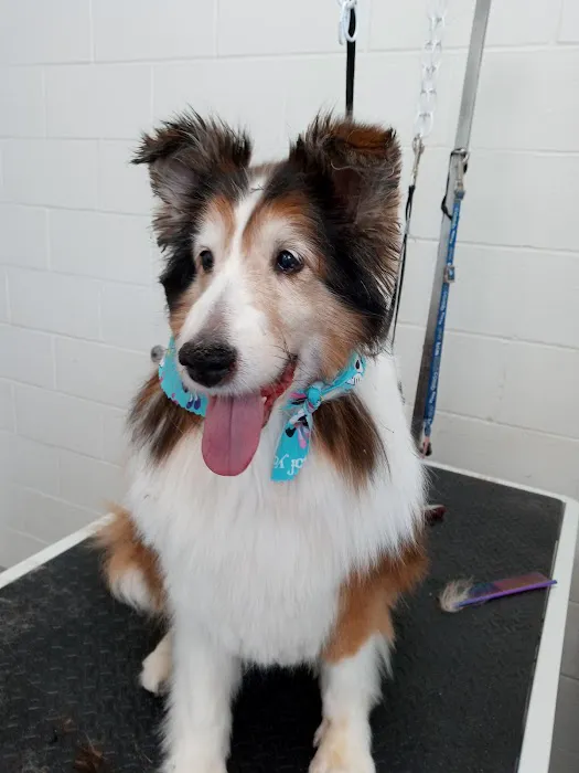 Olentangy Premier Pet Care Picture 4