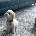 Olentangy Premier Pet Care