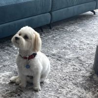 Olentangy Premier Pet Care ico