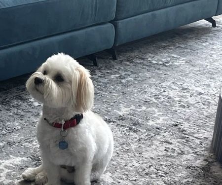 Olentangy Premier Pet Care