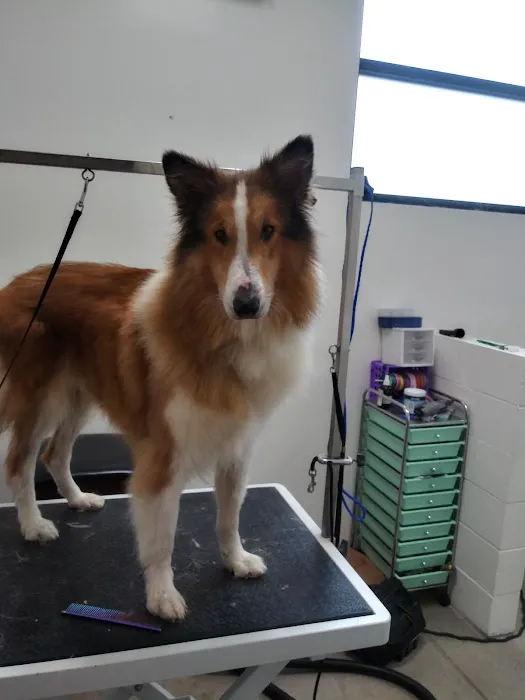Olentangy Premier Pet Care Picture 8