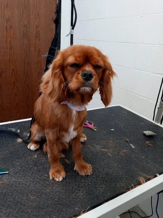 Olentangy Premier Pet Care Picture 5