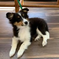 Powell Veterinary Clinic ico