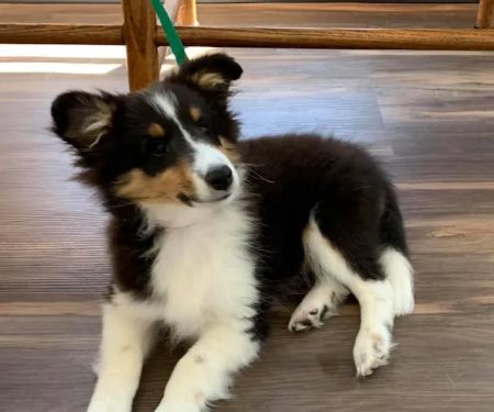 Powell Veterinary Clinic