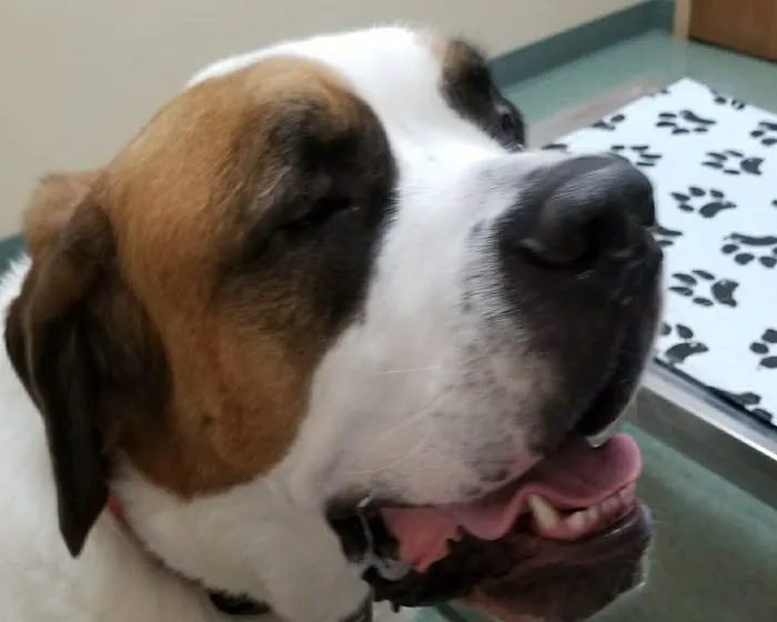 Powell Veterinary Clinic Picture 7