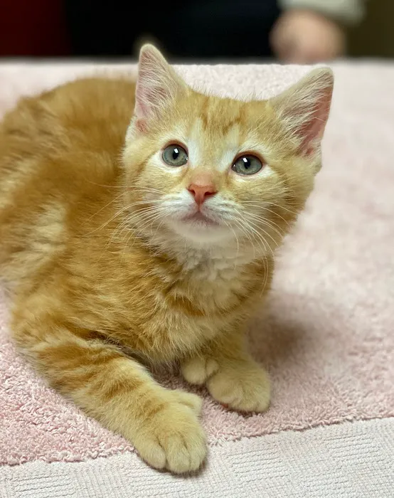 Liberty Pet Hospital Picture 1