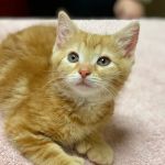 Liberty Pet Hospital