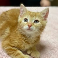 Liberty Pet Hospital ico