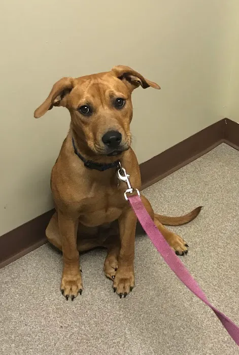 Liberty Pet Hospital Picture 4