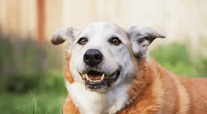 Liberty Pet Hospital Picture 8