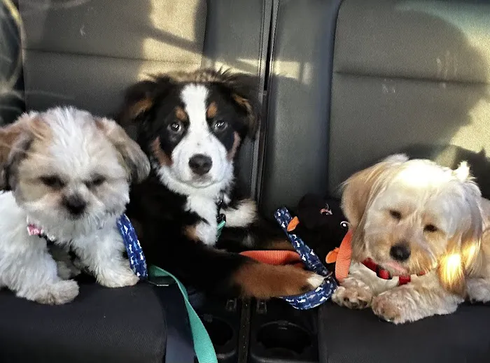 Best Friends Veterinary Hospital Picture 2