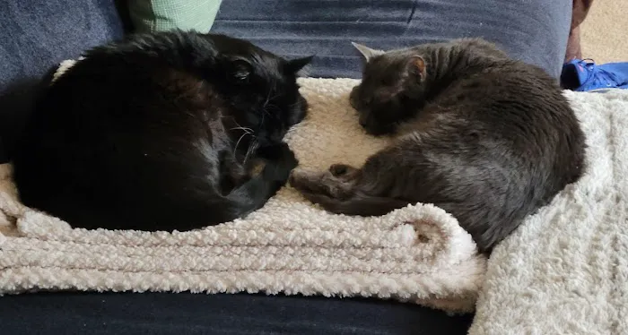 Best Friends Veterinary Hospital Picture 9