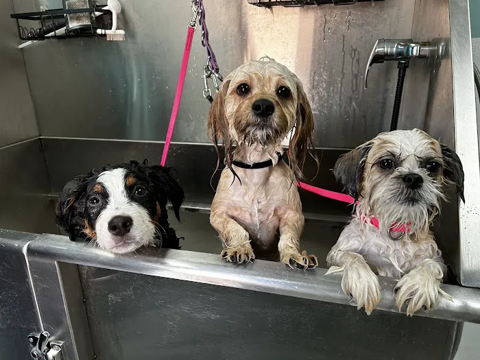Best Friends Veterinary Hospital Picture 1