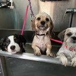 Best Friends Veterinary Hospital