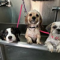 Best Friends Veterinary Hospital ico