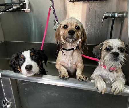 Best Friends Veterinary Hospital