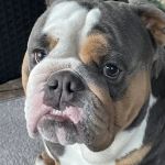 Healthy Pets of Wedgewood