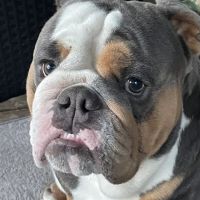 Healthy Pets of Wedgewood ico