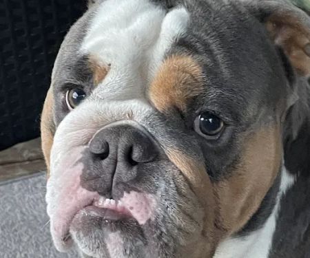 Healthy Pets of Wedgewood