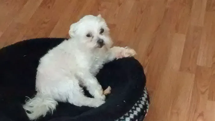 Healthy Pets of Wedgewood Picture 6