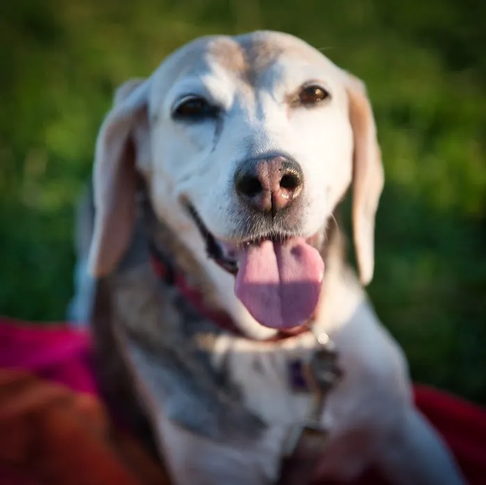 Heartstrings Pet Hospice In-Home Euthanasia & Aftercare Picture 2