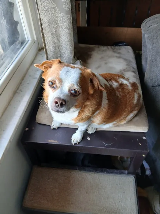 Heartstrings Pet Hospice In-Home Euthanasia & Aftercare Picture 5