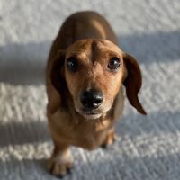 Banfield Pet Hospital ico