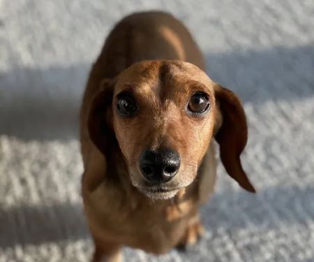 Banfield Pet Hospital