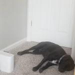 Northwest Animal Hospital