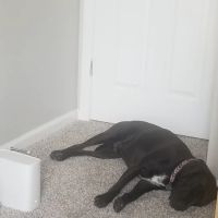 Northwest Animal Hospital ico