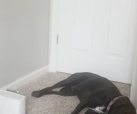 Northwest Animal Hospital