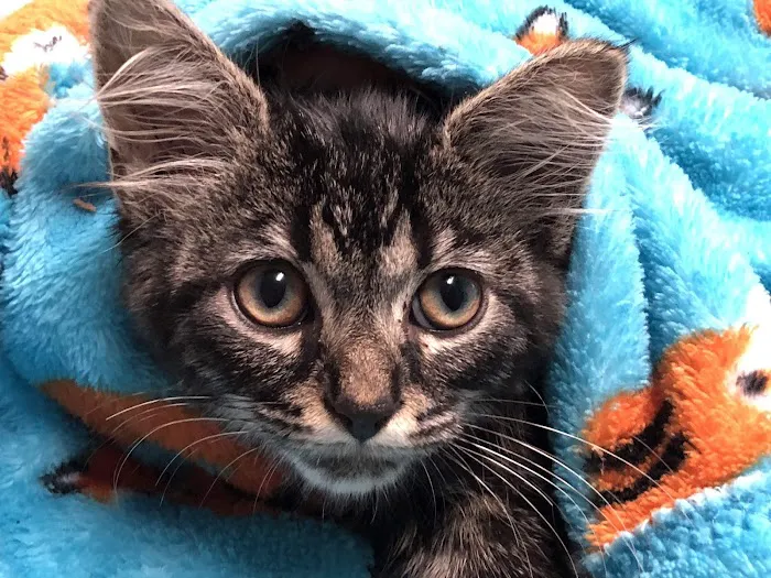 Northwest Animal Hospital Picture 6