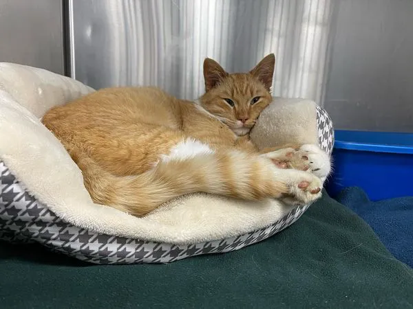 North Kenny Veterinary Hospital Picture 2