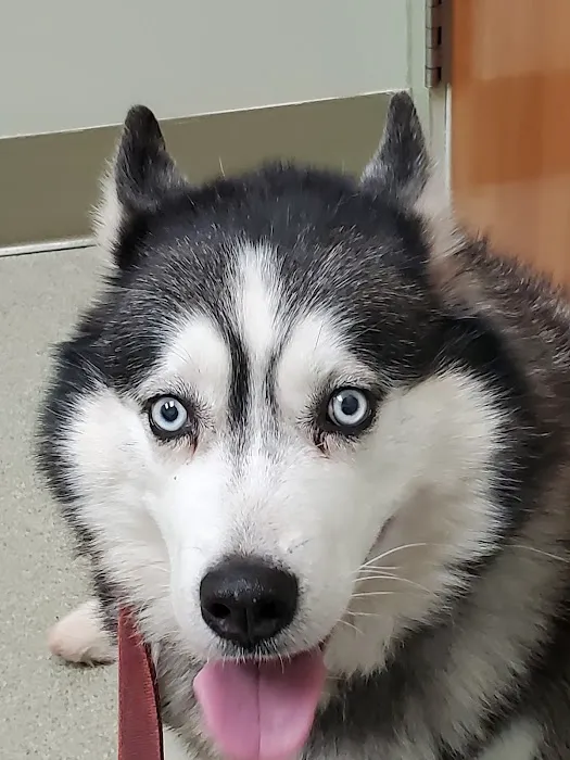Bethel Animal Hospital Picture 2