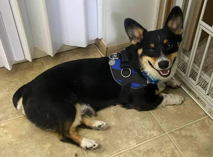 Bethel Animal Hospital Picture 7