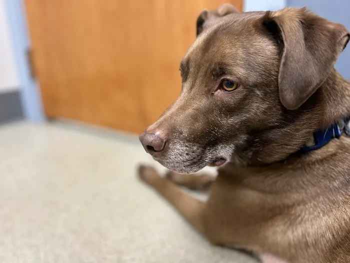 Bethel Animal Hospital Picture 1