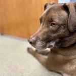 Bethel Animal Hospital