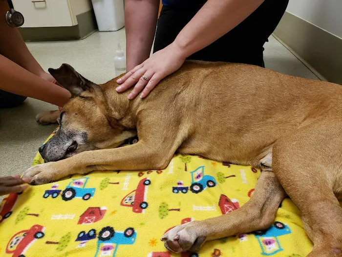 Bethel Animal Hospital Picture 10